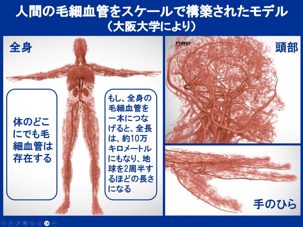 人間の毛細血管をスケールで構築されたモデル