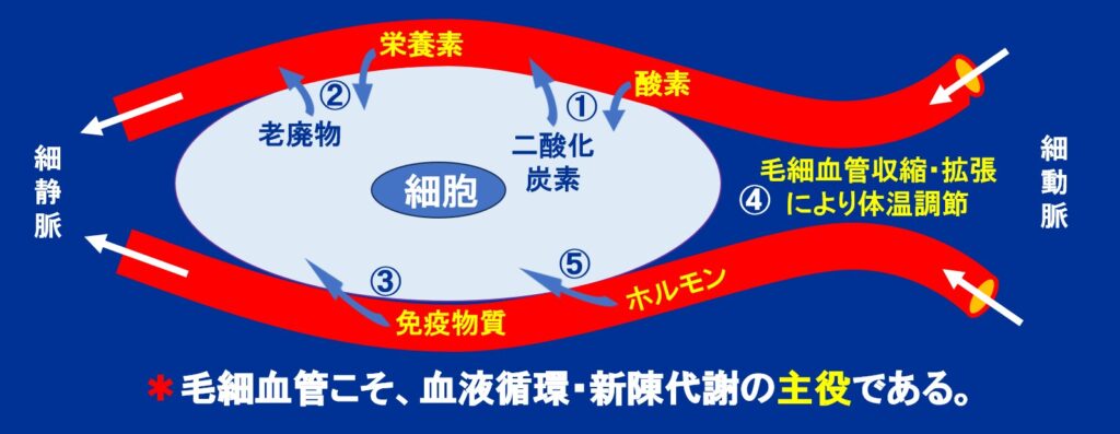 毛細血管の五つの大切な働き